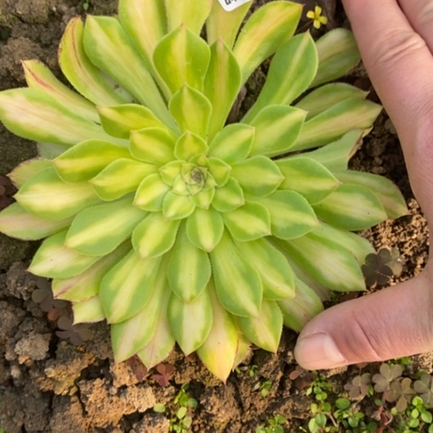 51知否二代满25包邮多肉