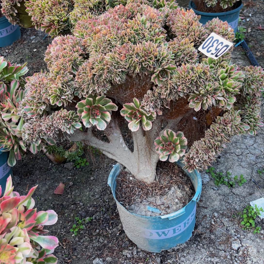 女神法师16/////13包邮