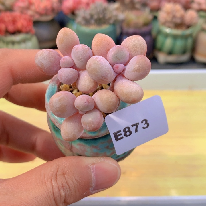 一物一拍满38包邮 E873