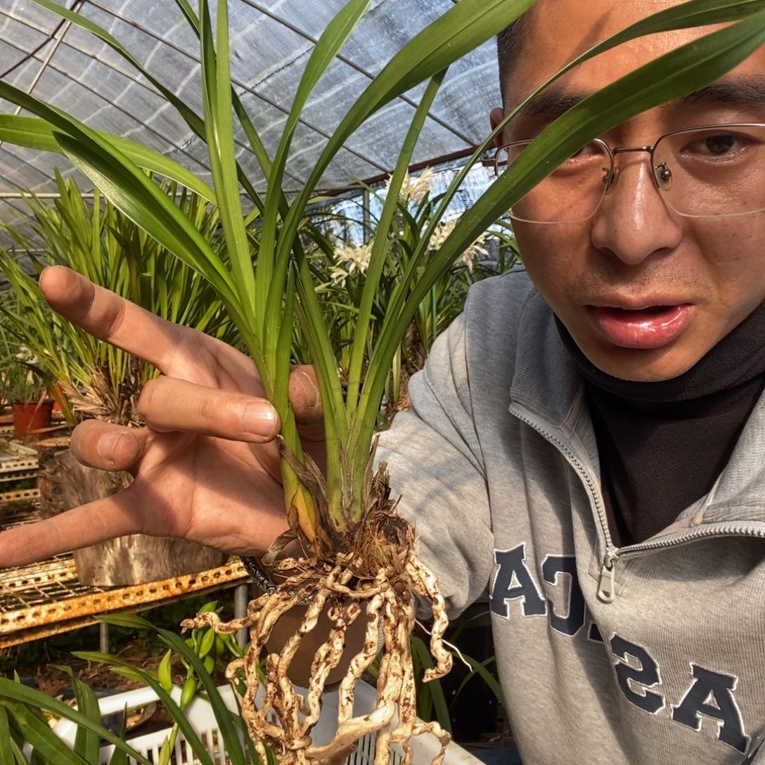 沿***景完全开放7绿美人素花