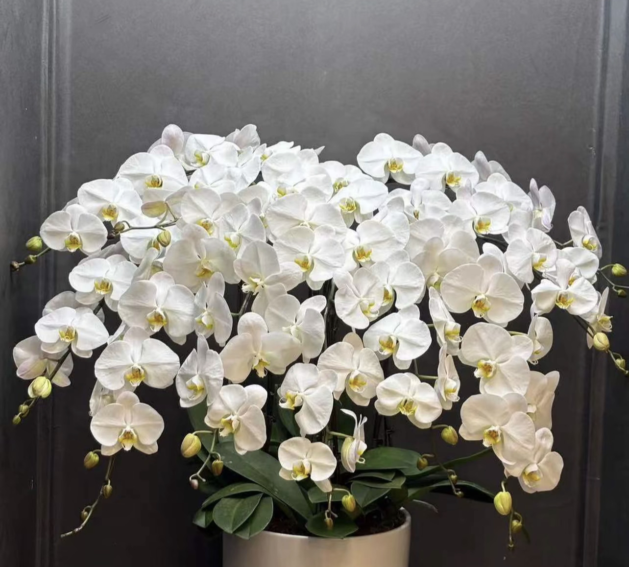 3-5花剑（世界小姐）蝴蝶兰抽梗苗带花剑耐养易活花期6-7个月