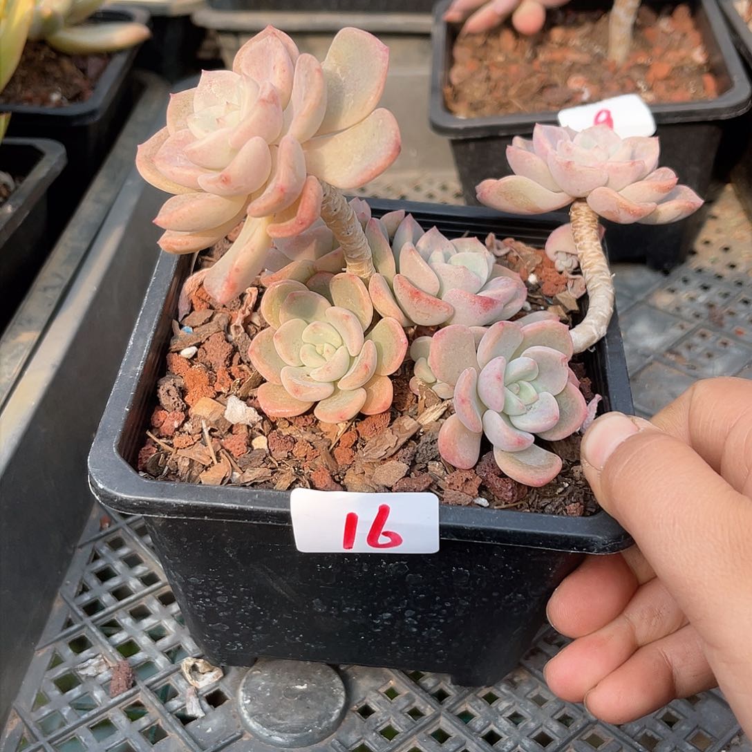 16。   11111111111111