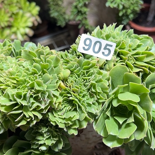 丽***华多肉植物一个绿玫瑰905