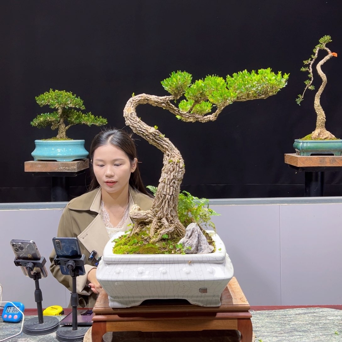 绿植黄杨盆景盆景