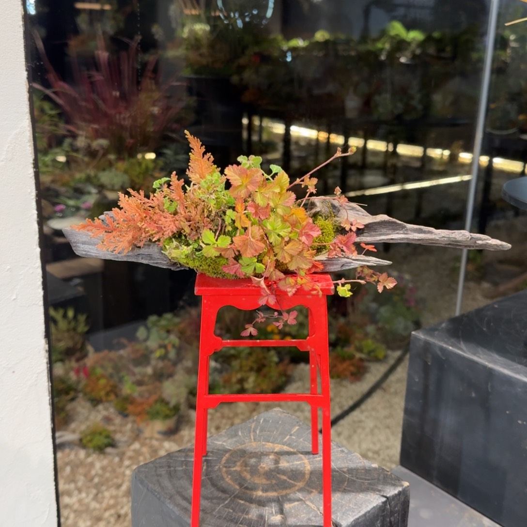 全部花朵山野草枯木逢春