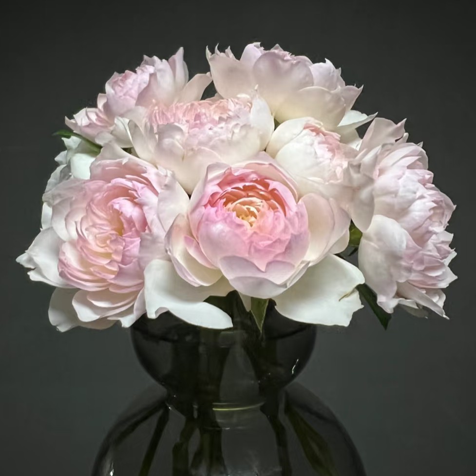 斯蒂芬妮古城堡耐热丰花月季