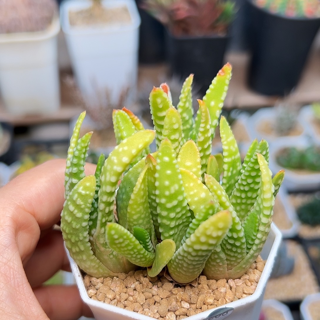 钱型老版5头群一颗