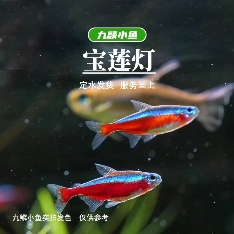 【宝莲灯】   满三单顺丰 包邮