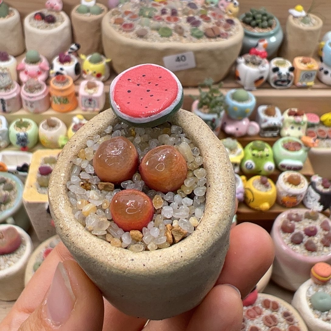 多肉植物104号超毛