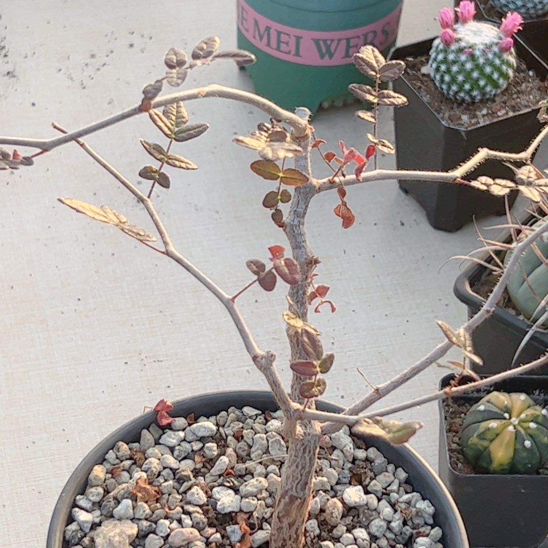 实生 滔天橄榄000