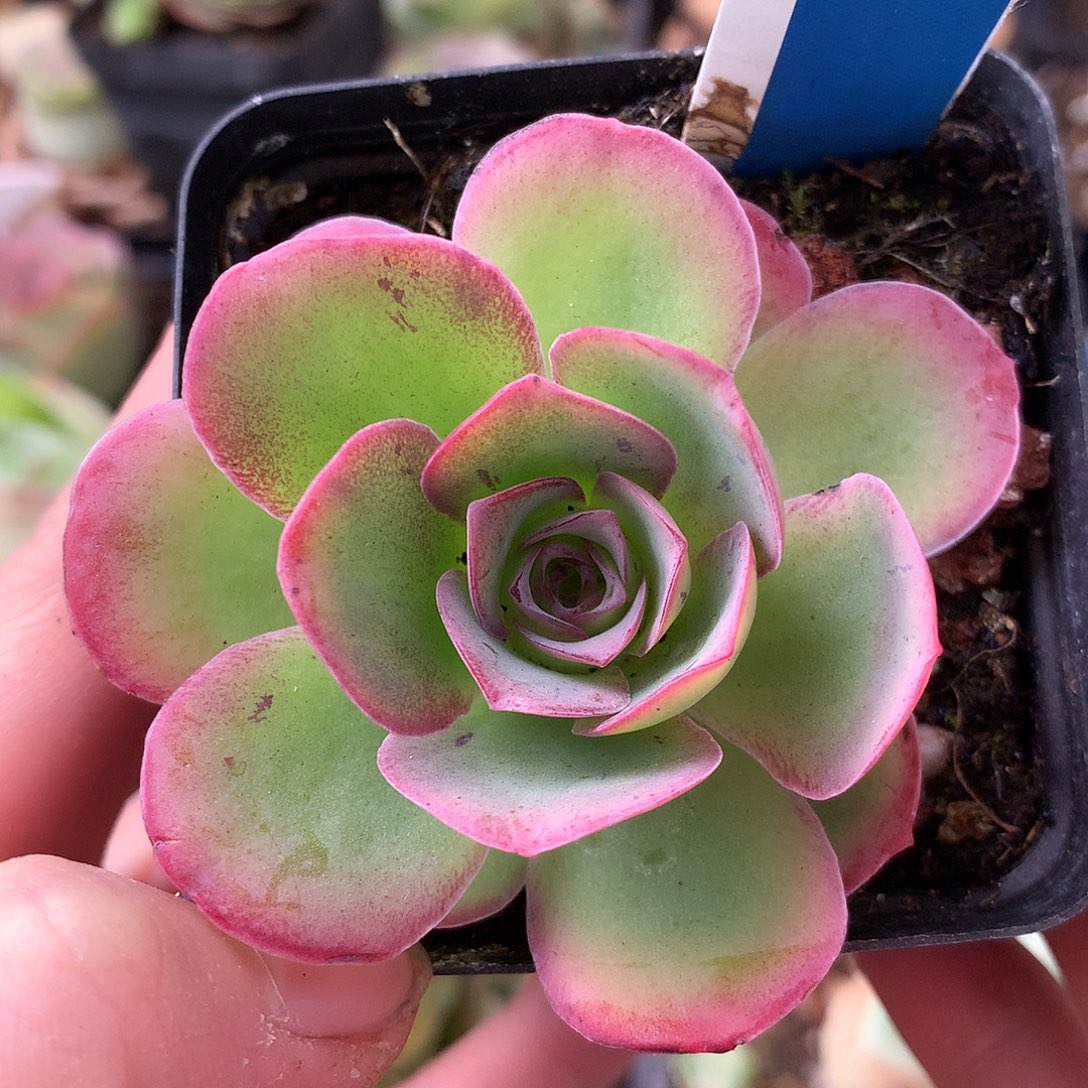 一物一拍蝶恋花003