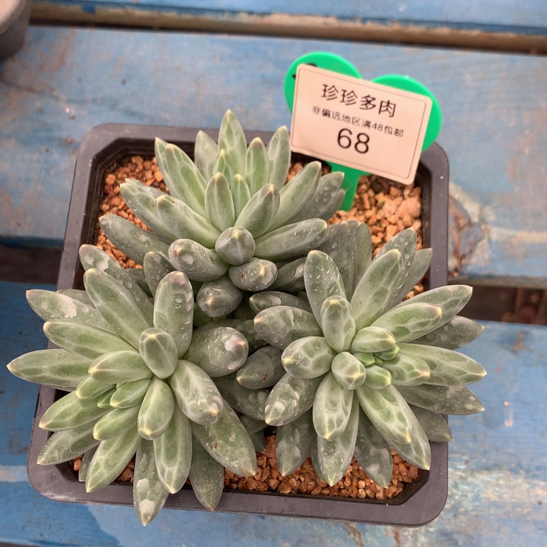 伊卡鲁斯无砍平头68