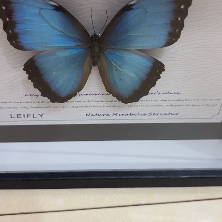 林****蝴蝶标本定制288@