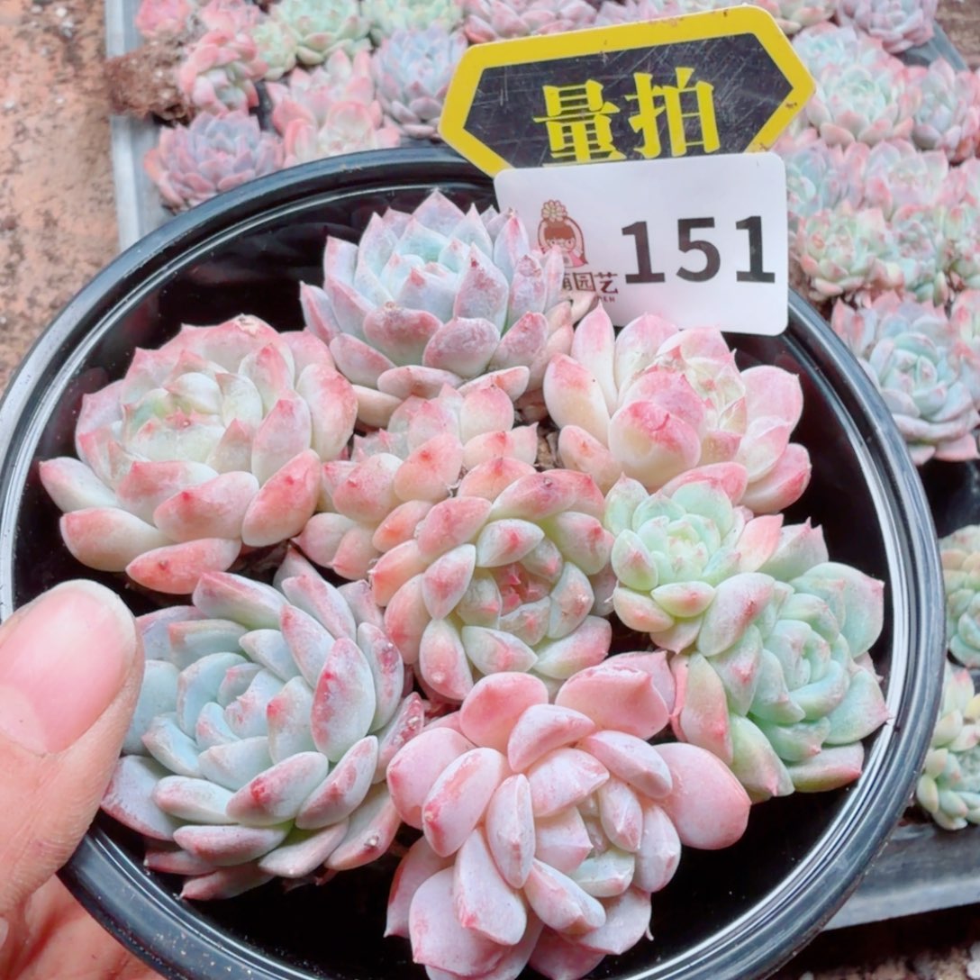 多肉植物多肉植物