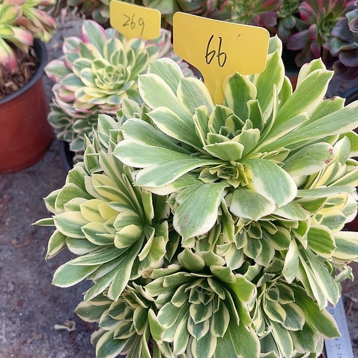 66一颗迈巴赫法师