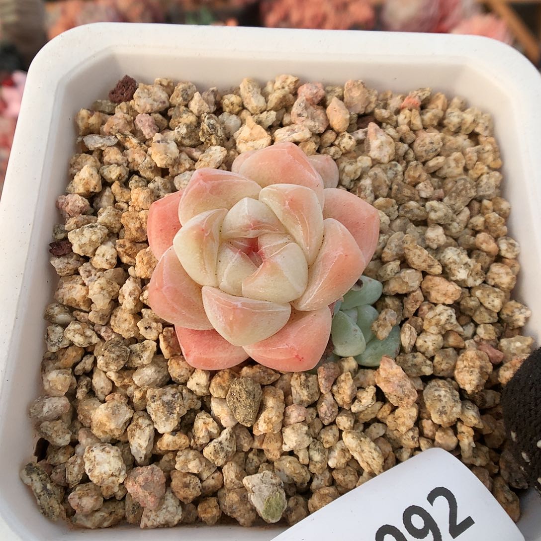 992冰玉多肉植物6666