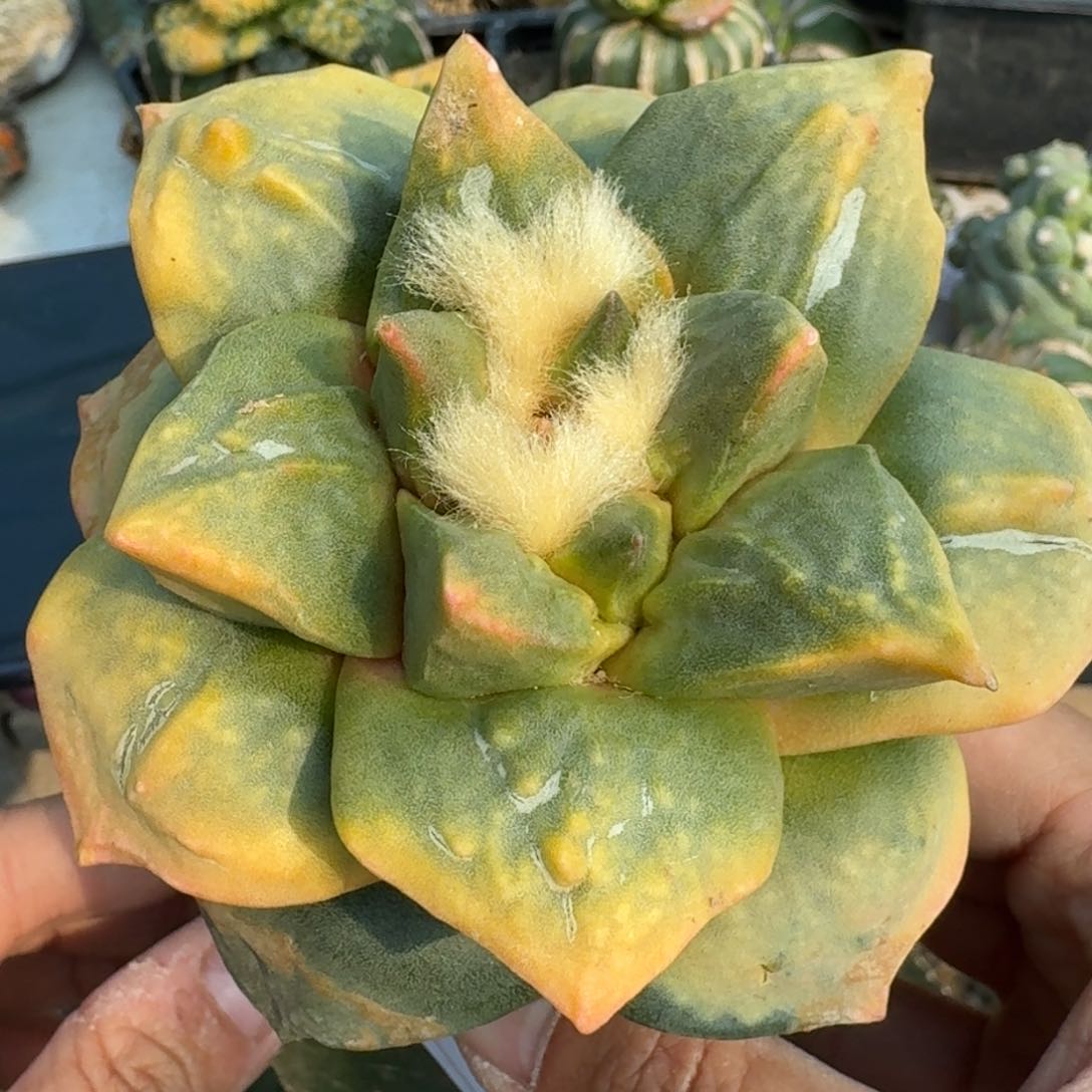【闪购商品】苗接玉牡丹锦091鲜人球