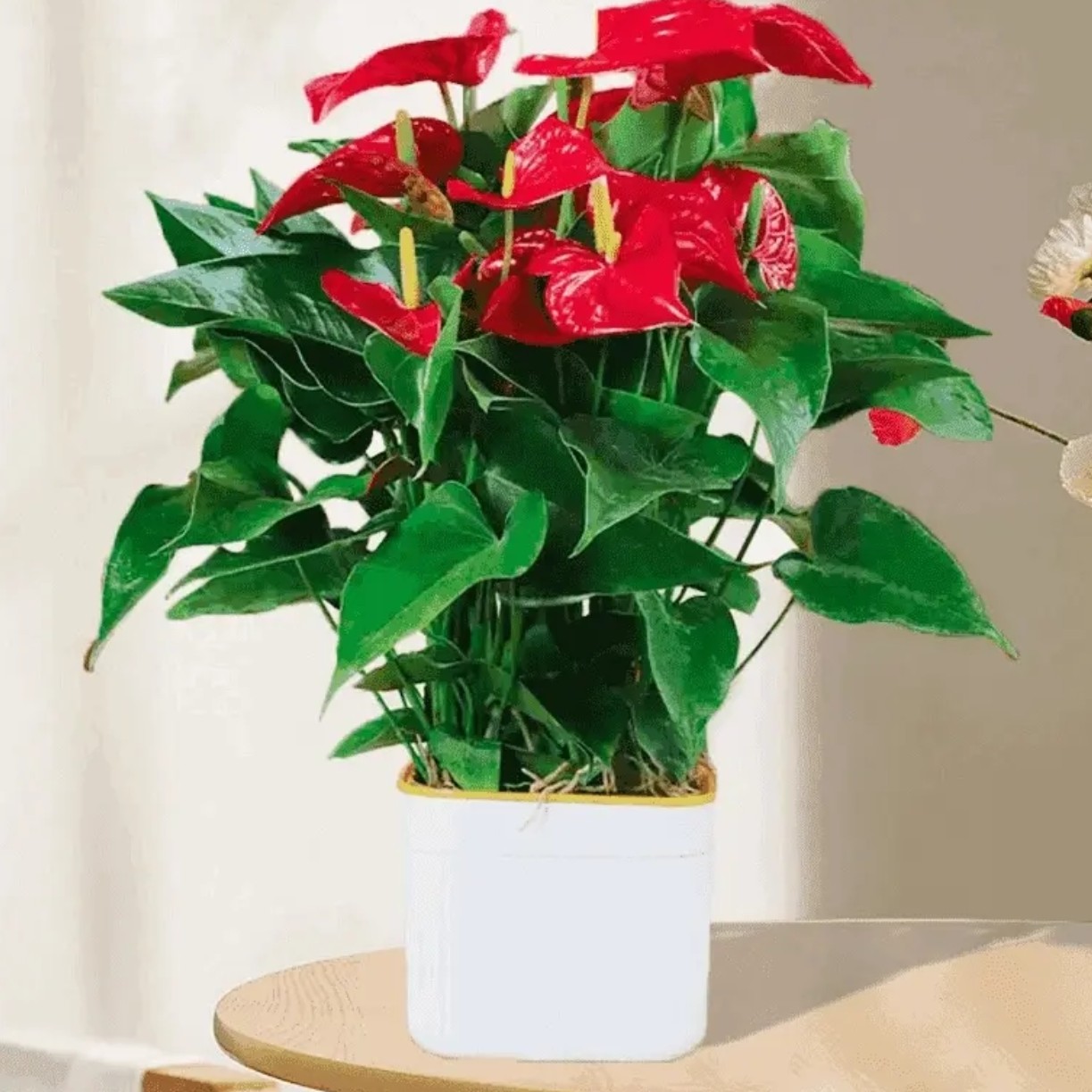 大盆红掌室内客厅办公室四季开花绿植花卉盆栽
