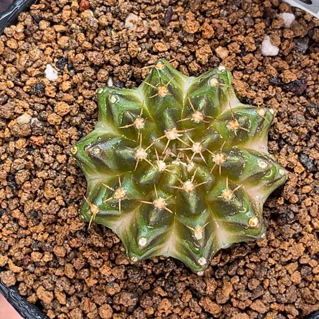 白绿轮回 米哈仙人球