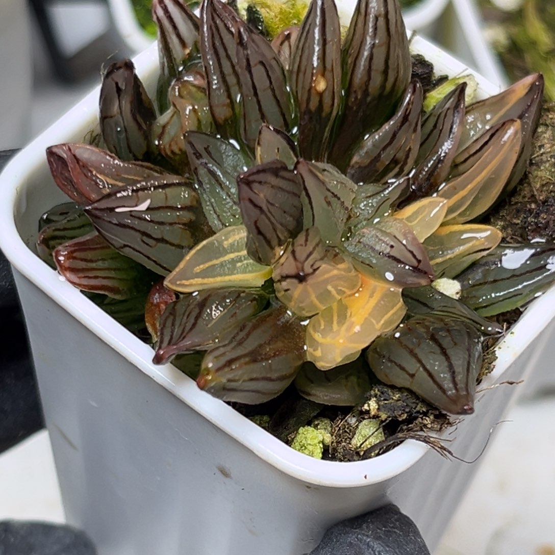 知***足十二卷多肉植物1904西瓜