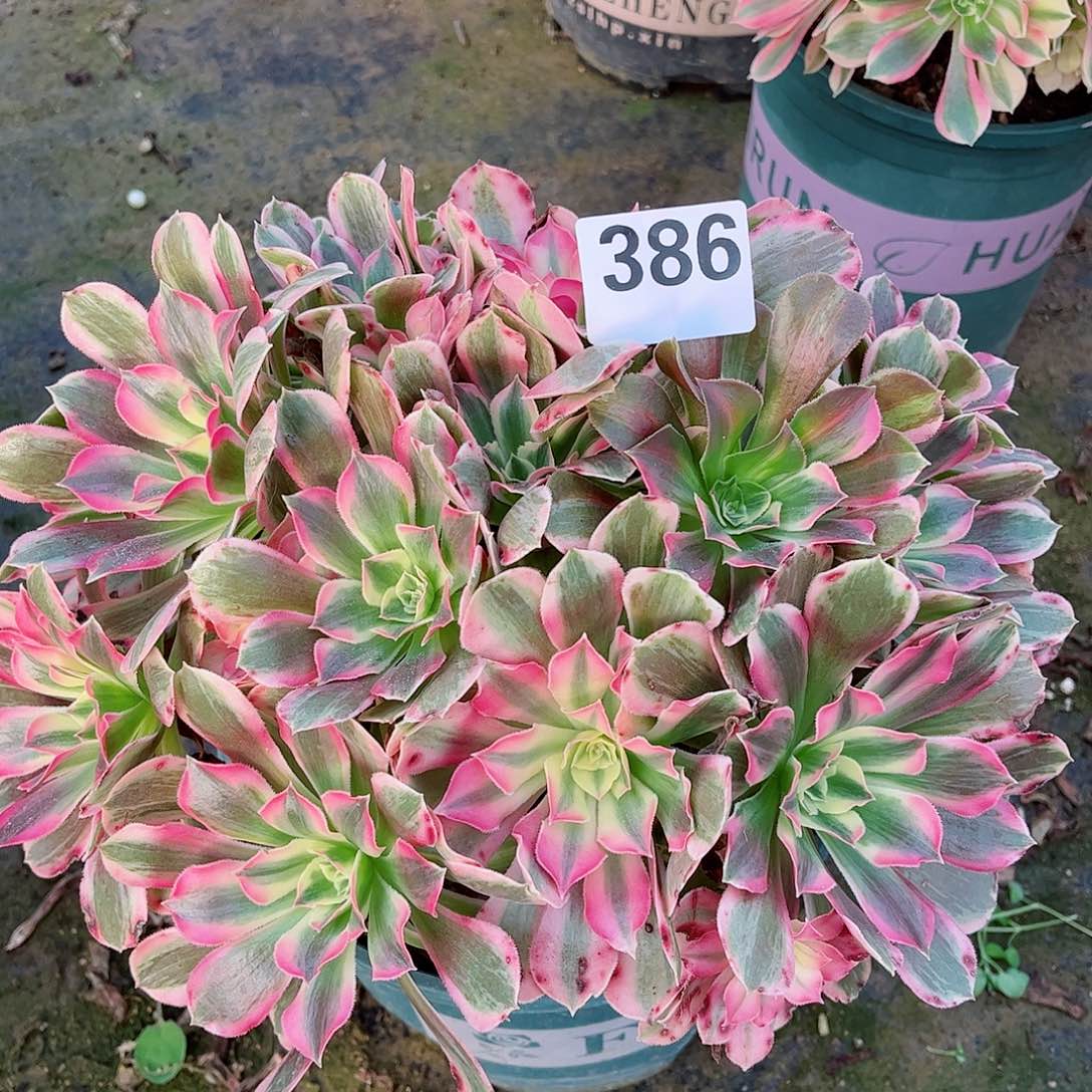 无花朵多肉植物386