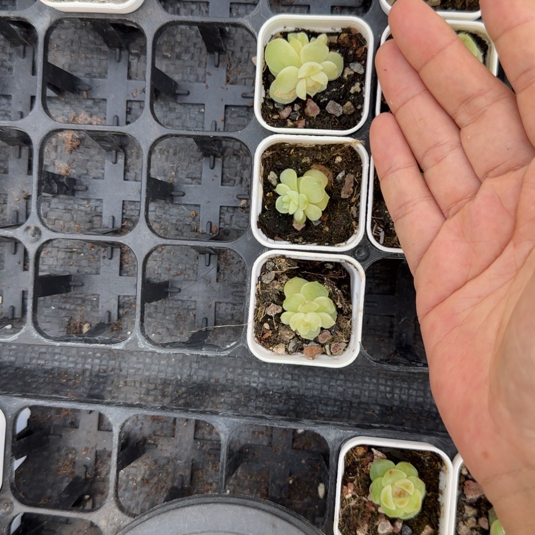 流光 盆7床一个满25包邮