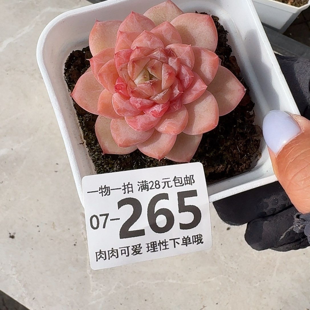 冰魄无盆土发货无