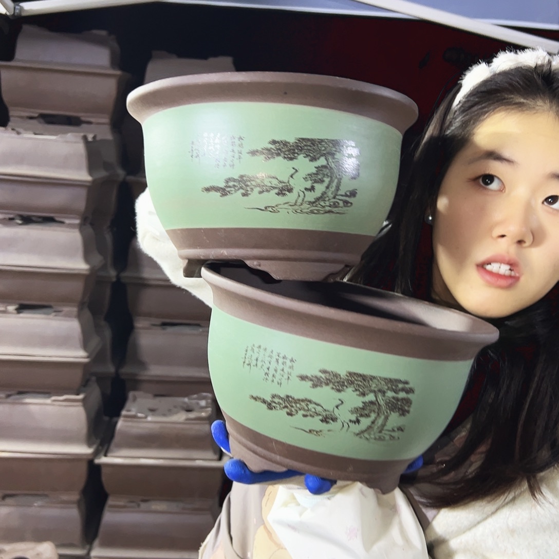 25+25绿色松鹤三角金钟花盆