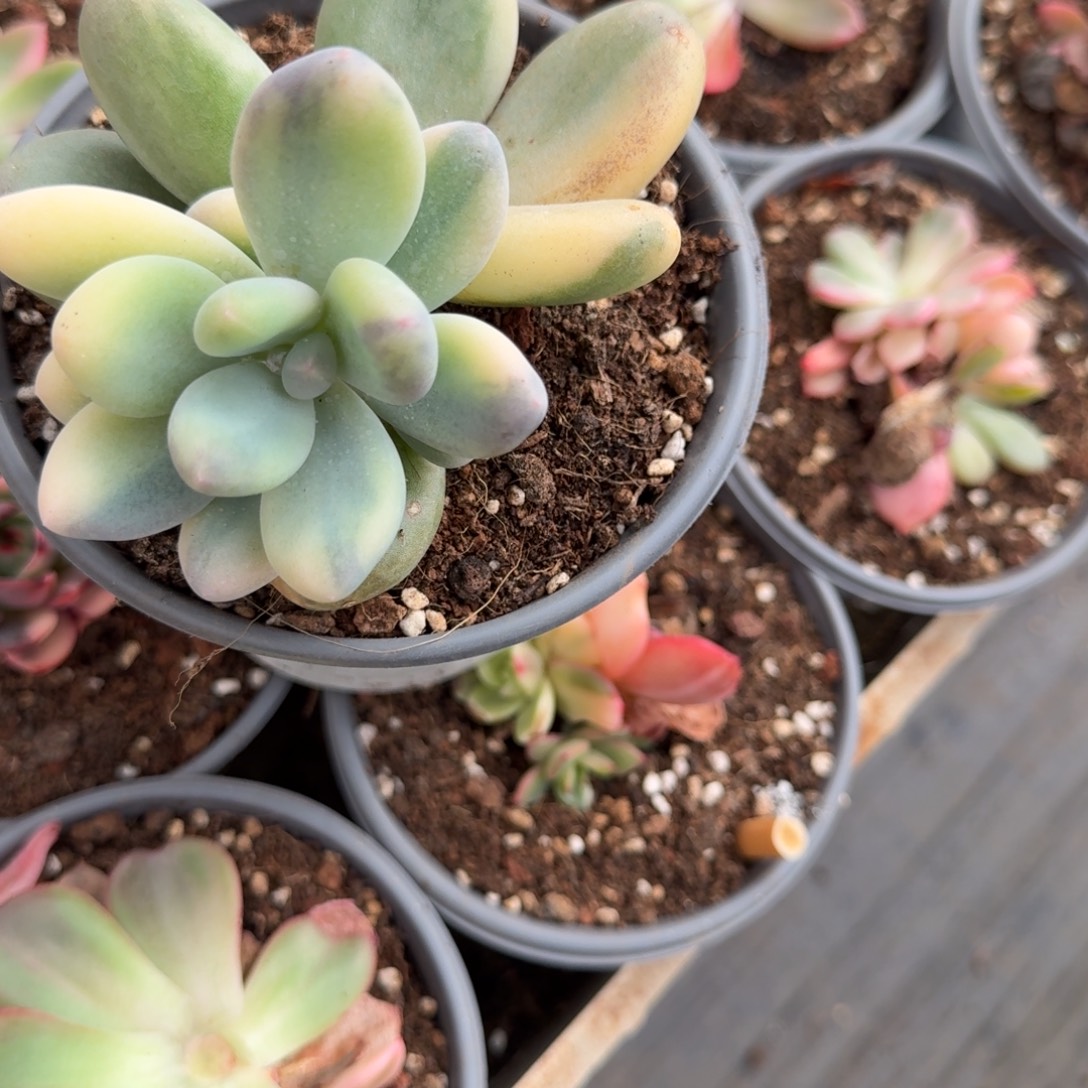 发货多肉植物链接