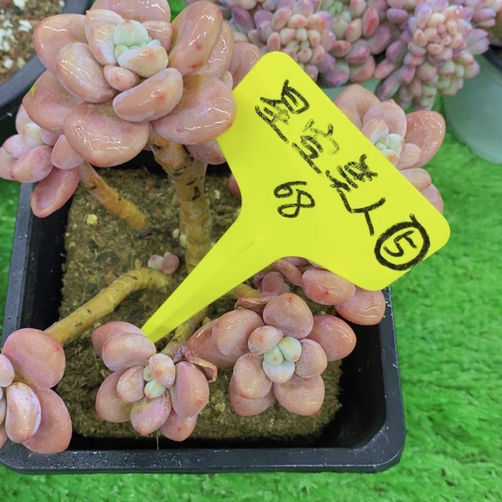 开心多肉植物多肉