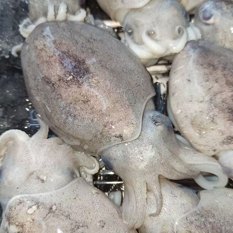 小墨鱼   福建厦门 顺丰包邮 保鲜到家