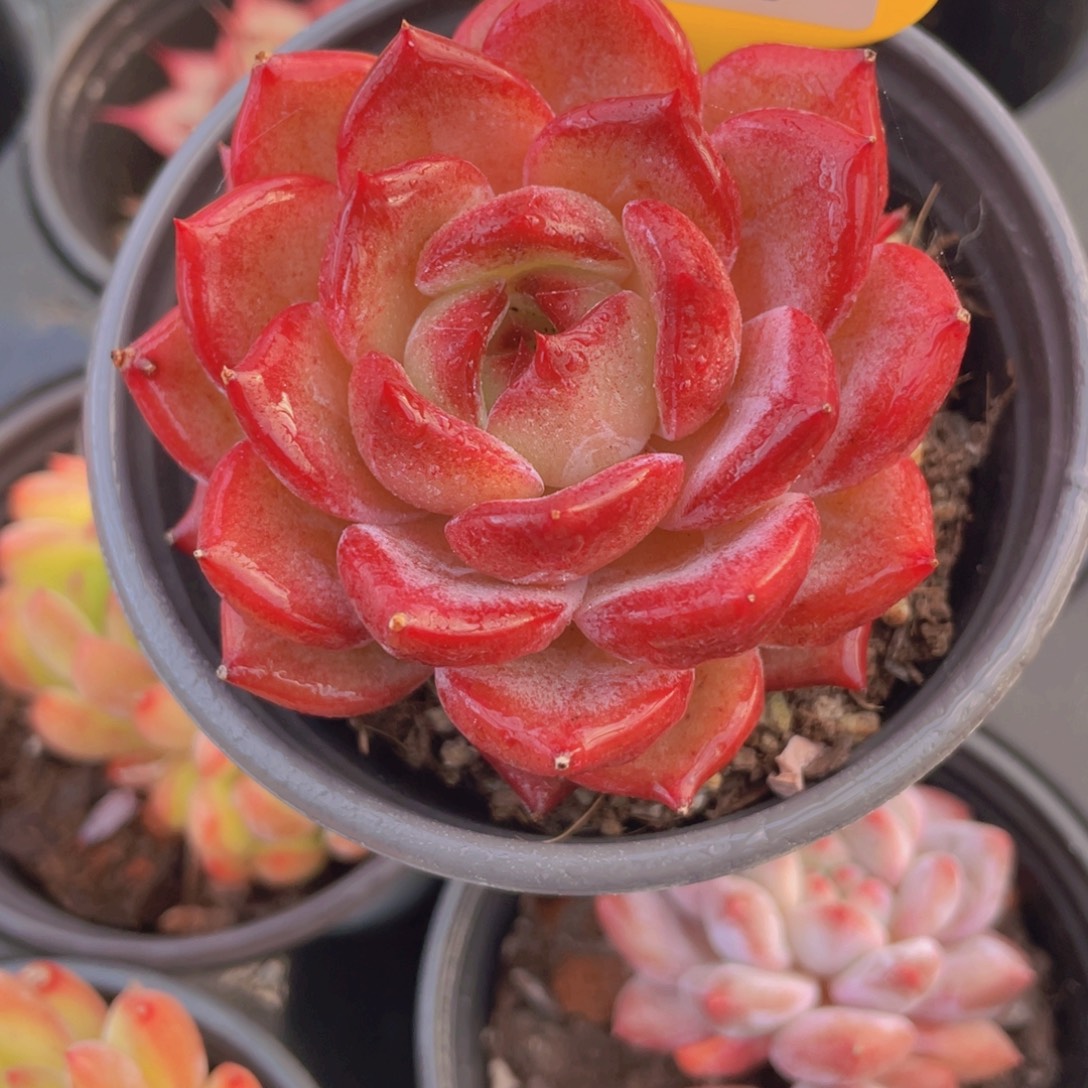 1317号 宽叶夜魔侠单头