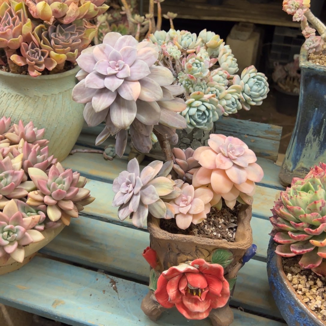 露养老桩华丽风车加盆