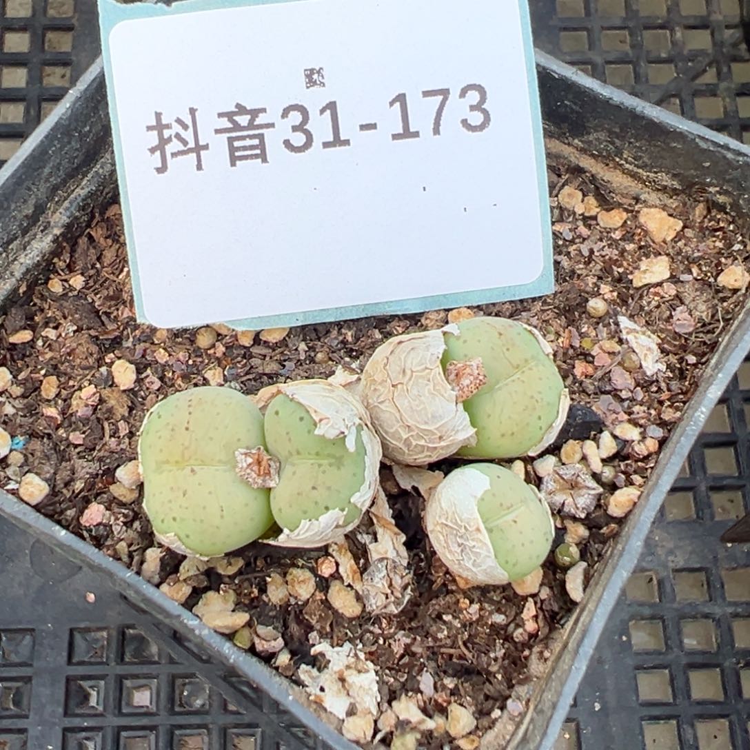 31-173肉锥多肉植物，