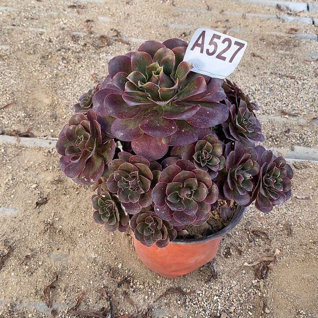 媚金多肉法师5270000