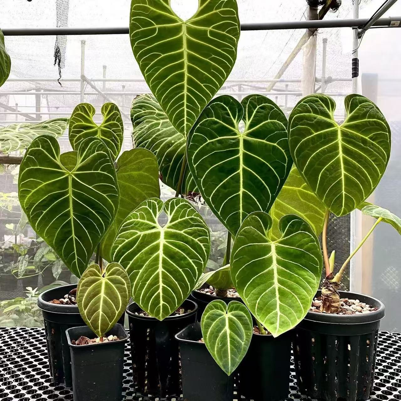 帝王花烛，室内高端养护绿植