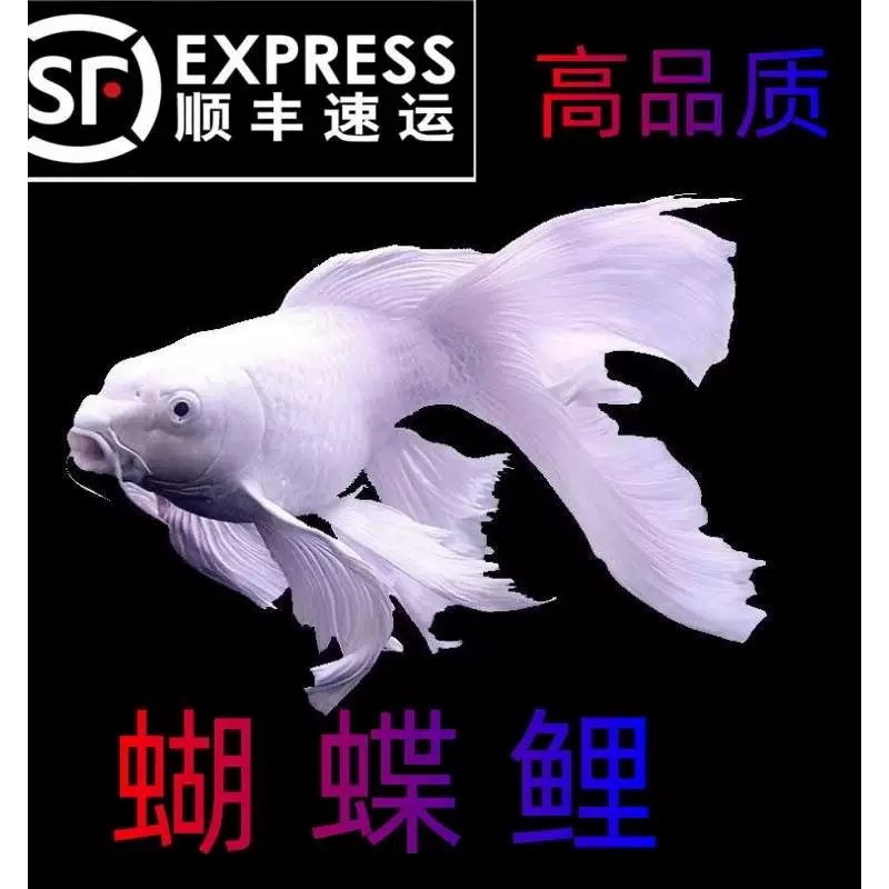 台湾纯种蝴蝶锦鲤白短球体观赏鱼大鳍大尾好养耐活11-13