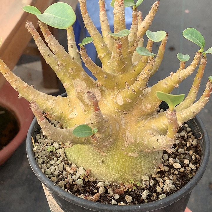 26哥斯拉11111111111