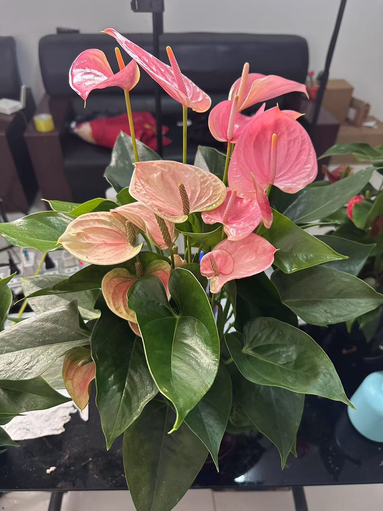 【粉掌进口甜梦150】厡盆客厅绿植鸿运当头植物室内客厅花卉盆栽