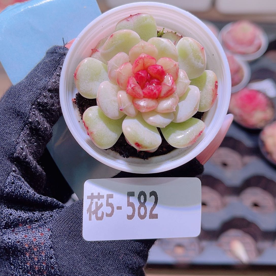 花利美5-582露水红颜