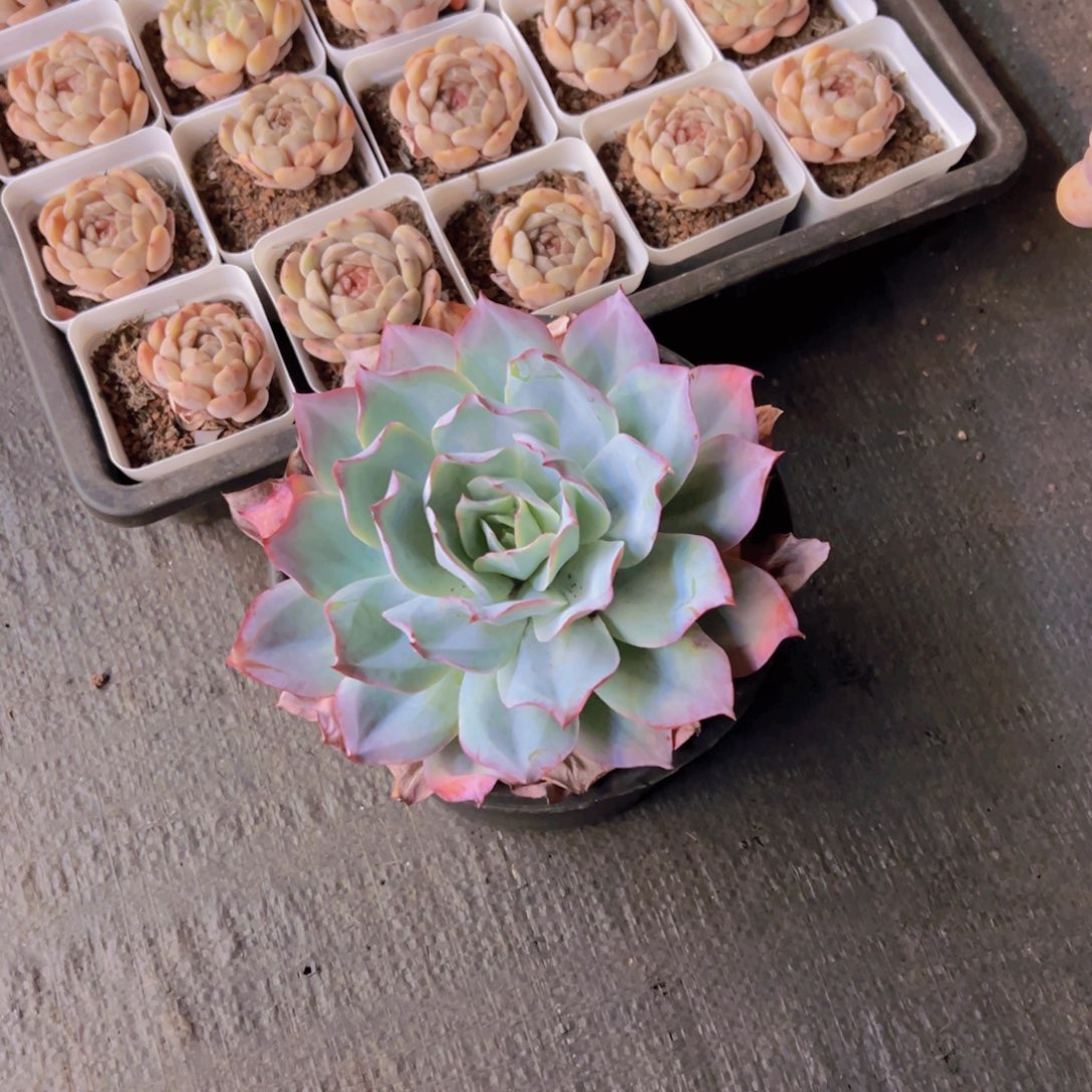 定拍蓝光，脱土发货，