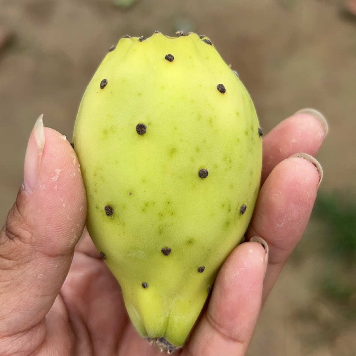 白果冰淇淋叶片不带根