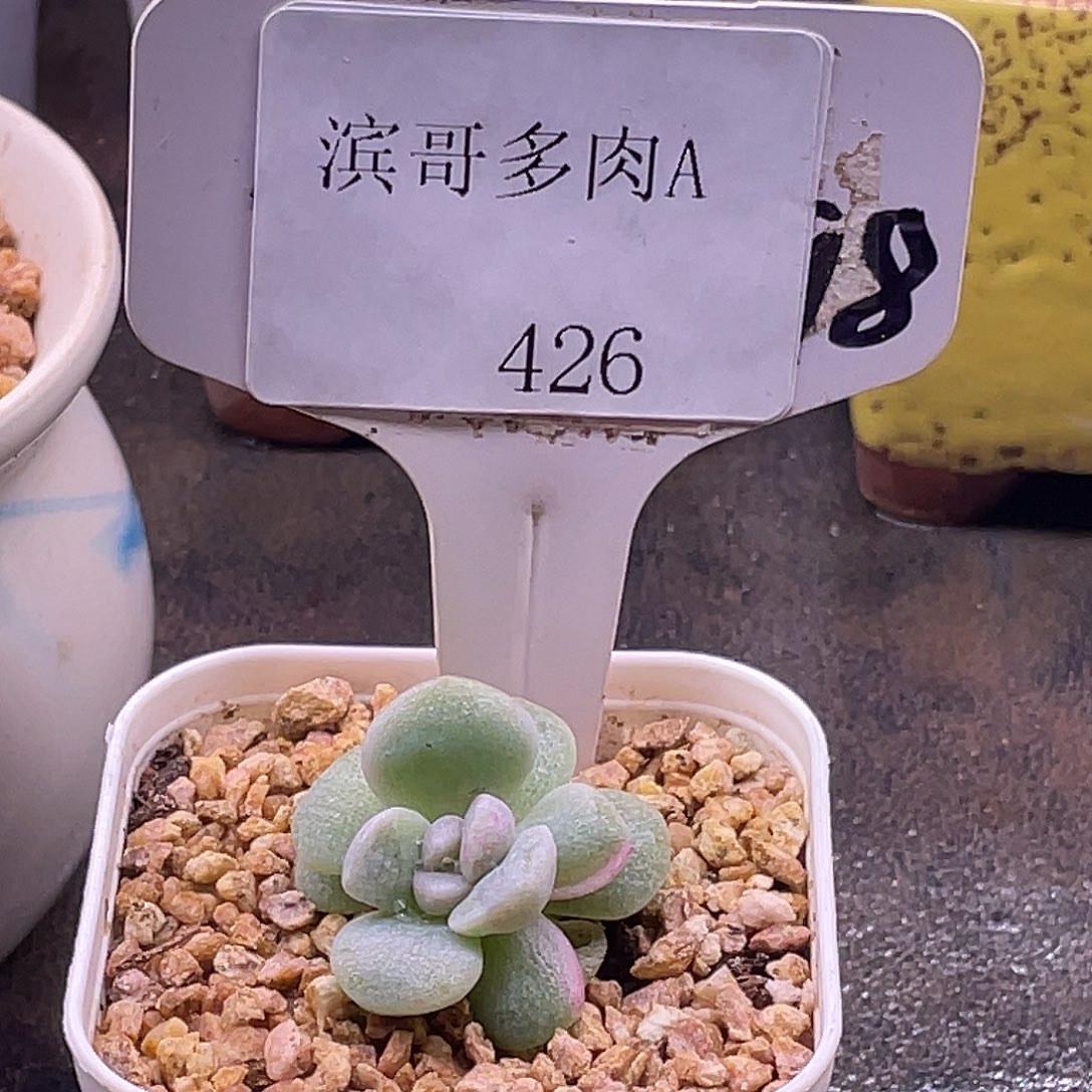 ****财滨哥多肉A426冰玉石化锦