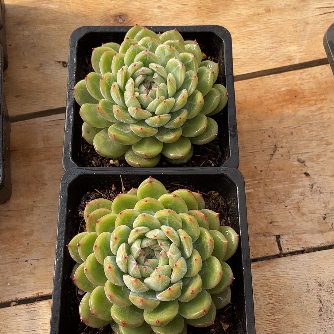 649多肉植物多肉植物