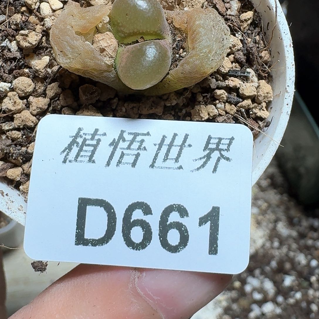 661盒多肉植物哇c g