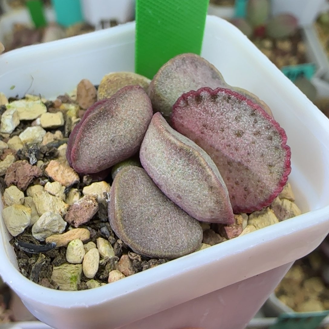 实生编号526底叶插，四方盆