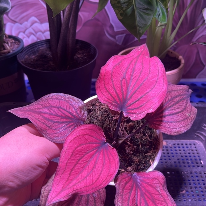 完全开放炫舞  热植