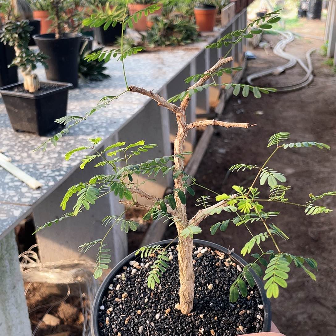 666666666666666666666