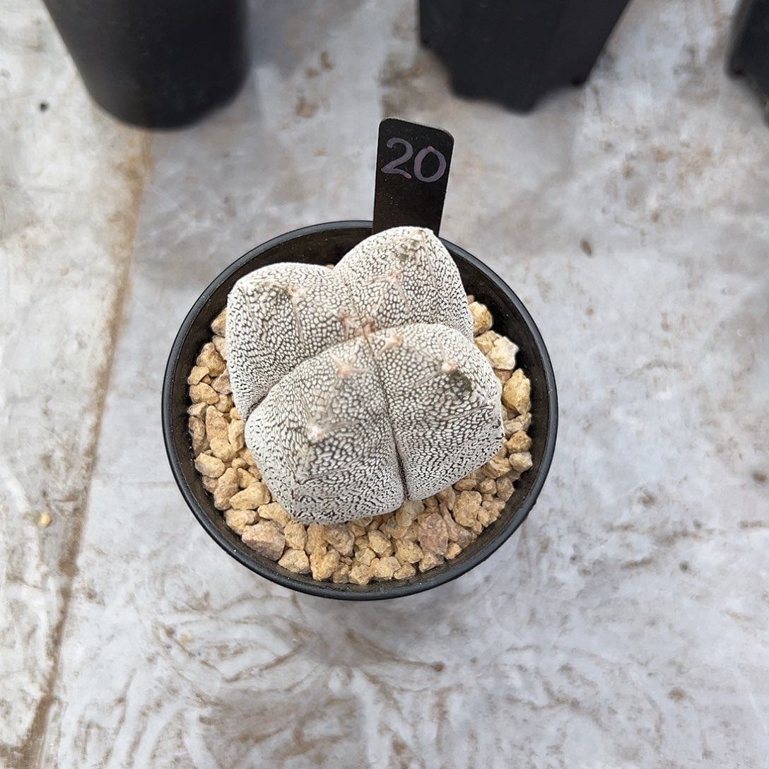 兴***实生根四棱恩冢鸾凤玉带盆土