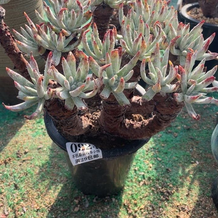 924号雪花多肉植物老庄